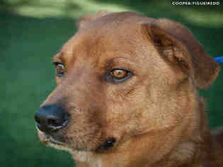 Medium Photo #1 Rhodesian Ridgeback-Unknown Mix Puppy For Sale in Ojai, CA, USA