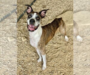 Boxer Dogs for adoption in Austin, TX, USA