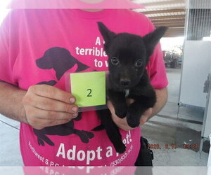 Border Collie-Unknown Mix Dogs for adoption in Oroville, CA, USA