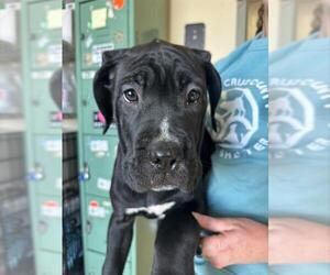 Mutt Dogs for adoption in Santa Cruz, CA, USA