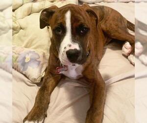 Boxer Dogs for adoption in Minneapolis, MN, USA