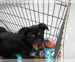 German Shepherd Dog-Unknown Mix Dogs for adoption in Tulsa, OK, USA