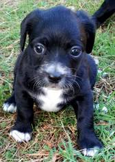Small Field Spaniel-Jack Russell Terrier Mix