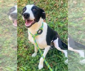 Border Collie Dogs for adoption in Sacramento, CA, USA