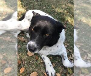 Texas Heeler Dogs for adoption in Davis, CA, USA