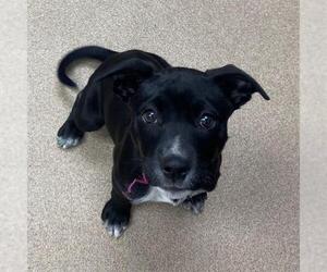 Labrador Retriever-Unknown Mix Dogs for adoption in Aurora, CO, USA