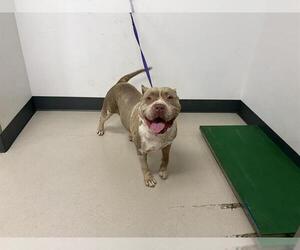 American Pit Bull Terrier Dogs for adoption in Corona, CA, USA