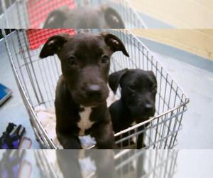 Labrador Retriever Dogs for adoption in Tulsa, OK, USA