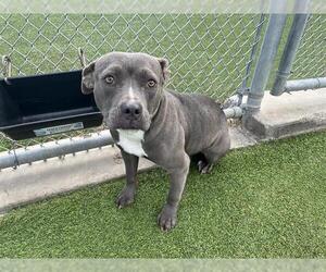 American Staffordshire Terrier-Unknown Mix Dogs for adoption in Grand Prairie, TX, USA