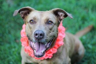 American Pit Bull Terrier-Unknown Mix Dogs for adoption in Saint Louis, MO, USA