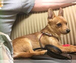 Chihuahua Dogs for adoption in Hedgesville, WV, USA