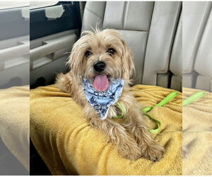 Mutt Dogs for adoption in Euless, TX, USA