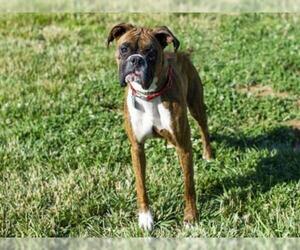 Boxer Dogs for adoption in Placerville, CA, USA