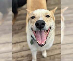 Huskies -Unknown Mix Dogs for adoption in Overland Park, KS, USA