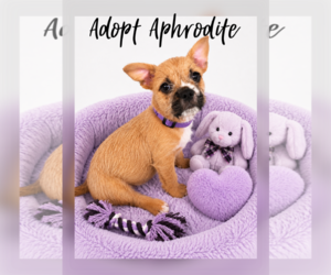 French Bulldog Dogs for adoption in Menifee, CA, USA