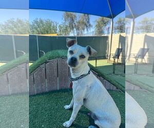 Chihuahua-Unknown Mix Dogs for adoption in Tempe , AZ, USA