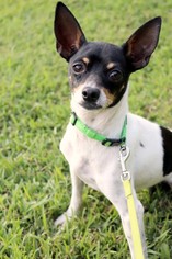 Chihuahua Dogs for adoption in Raleigh, NC, USA