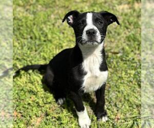 Labrador Retriever-Unknown Mix Dogs for adoption in Yardley, PA, USA