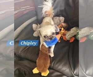 Shih Tzu Dogs for adoption in Plantation, FL, USA