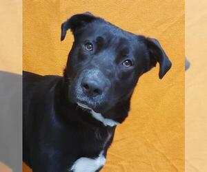 American Pit Bull Terrier-Labrador Retriever Mix Dogs for adoption in Fairfield, CA, USA