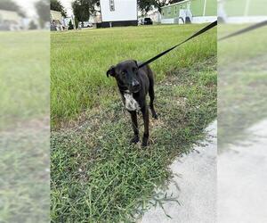 Labrador Retriever-Unknown Mix Dogs for adoption in Houston, TX, USA
