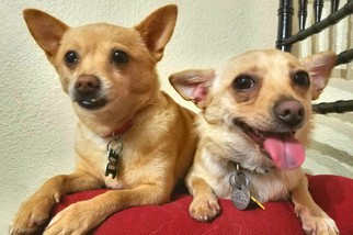 Chihuahua Dogs for adoption in Seattle, WA, USA