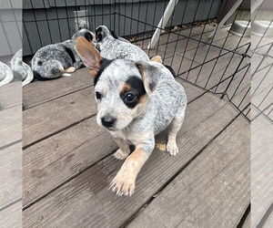 Mutt Dogs for adoption in Garden City, NY, USA