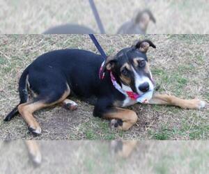 Shepradors Dogs for adoption in Bandera, TX, USA