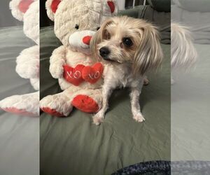 Mutt Dogs for adoption in Greenville, SC, USA