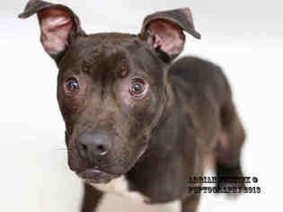 Medium Photo #1 American Pit Bull Terrier Puppy For Sale in Nashville, TN, USA
