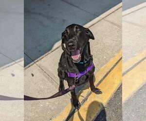 Labrador Retriever-Saluki Mix Dogs for adoption in Southampton, NY, USA