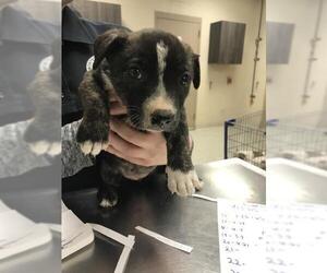 American Pit Bull Terrier-Unknown Mix Dogs for adoption in Conroe, TX, USA