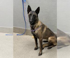 Mutt Dogs for adoption in Las Vegas, NV, USA