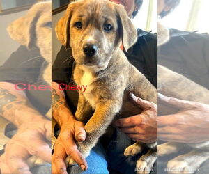 American Pit Bull Terrier-Labrador Retriever Mix Dogs for adoption in White Bluff, TN, USA