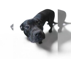 Mutt Dogs for adoption in Foristell, MO, USA