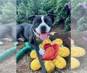 Mutt Dogs for adoption in Santa Barbara, CA, USA