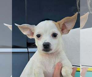 Chihuahua-Unknown Mix Dogs for adoption in Mukwonago, WI, USA