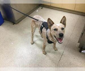 Mutt Dogs for adoption in Riverside, CA, USA