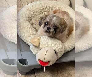 Shih Tzu Dogs for adoption in Lexington Park, MD, USA