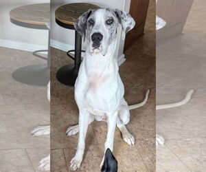 Great Dane Dogs for adoption in Alexander, AR, USA