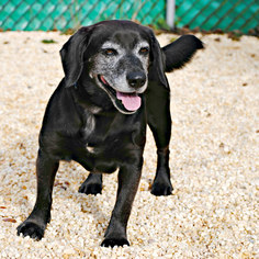Labbe Dogs for adoption in Spring Lake, NJ, USA