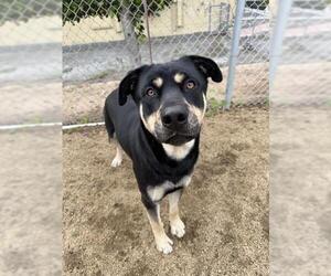 Shepweiller Dogs for adoption in Chula Vista, CA, USA