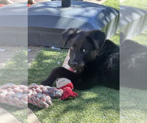 Labrador Retriever-Unknown Mix Dogs for adoption in San Diego, CA, USA