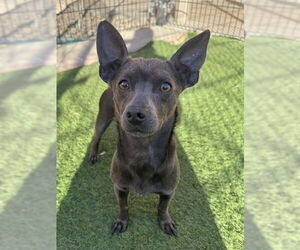 Rat-Cha Dogs for adoption in Sacramento, CA, USA