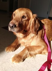 Golden Retriever Dogs for adoption in Waynesboro, PA, USA