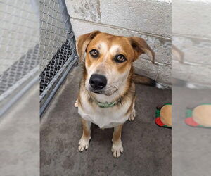 German Shepherd Dog-Siberian Husky Mix Dogs for adoption in Easton, MD, USA