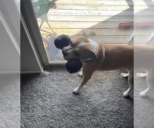 Boxer-Unknown Mix Dogs for adoption in San Antonio, TX, USA