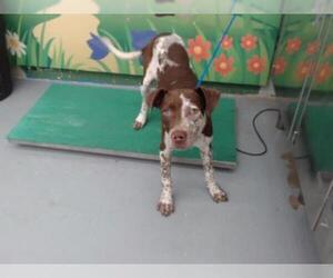 Pointer Dogs for adoption in Waco, TX, USA