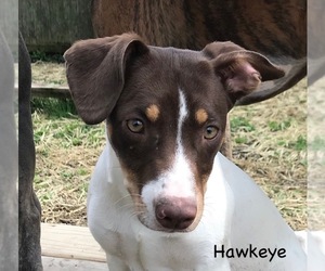 Rat Terrier Dogs for adoption in Mason, MI, USA