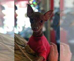 Miniature Pinscher-Unknown Mix Dogs for adoption in Matawan, NJ, USA